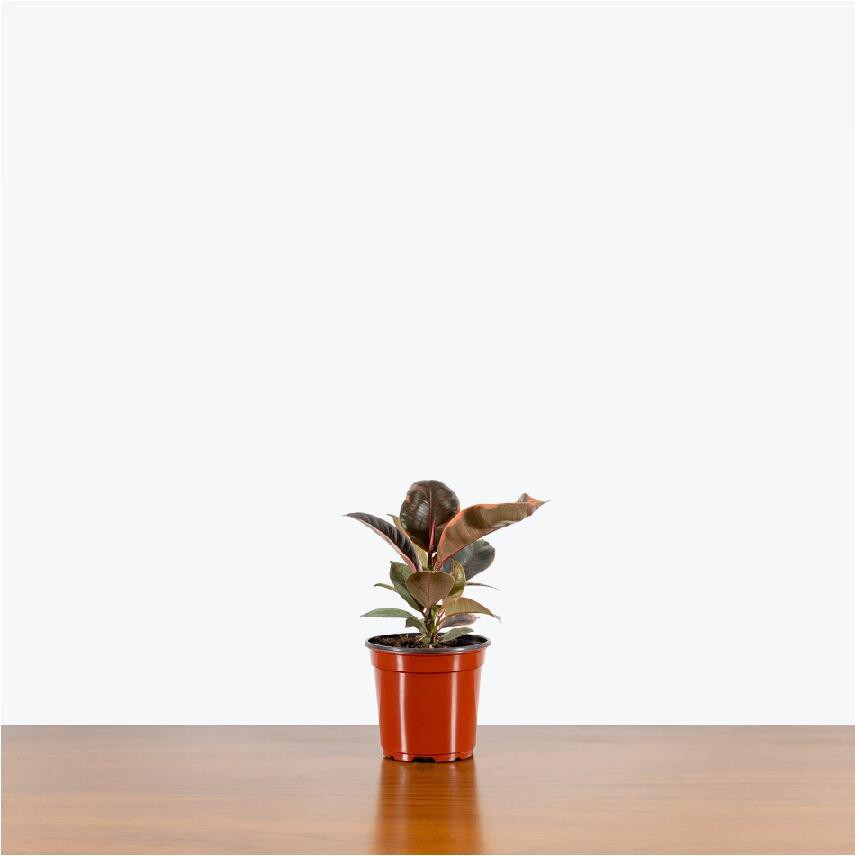 Ficus Elastica Ruby
