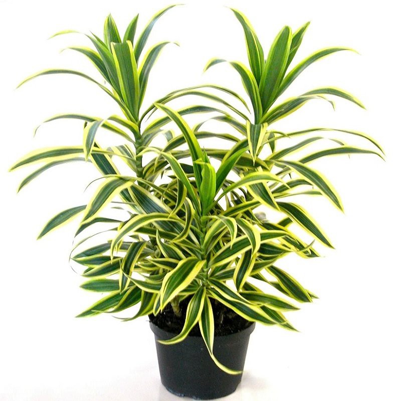 Song Of India Dracaena Reflexa Song Of India
